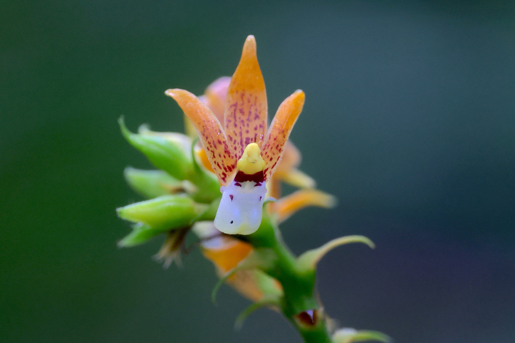 Plocoglottis kaniensis