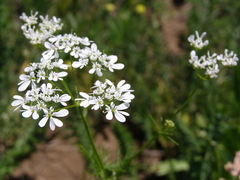 Bifora radians