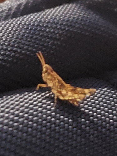 Orphulella punctata