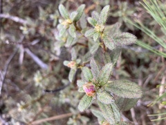 Rhododendron rubropilosum