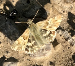 Muschampia lavatherae