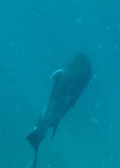 Caranx