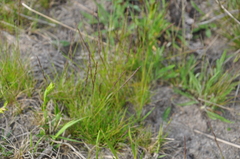 Festuca ovina