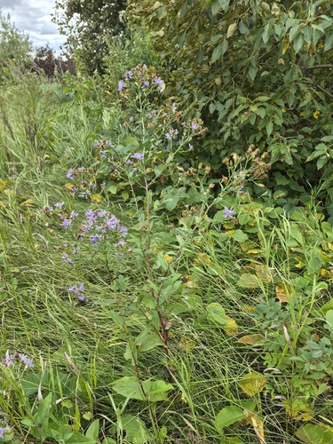 smooth blue aster