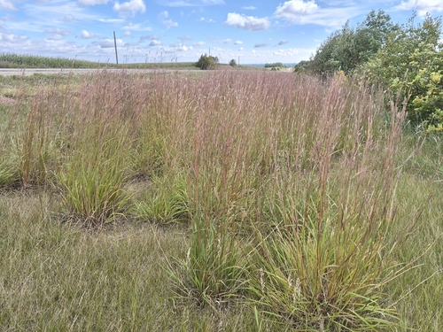 big bluestem