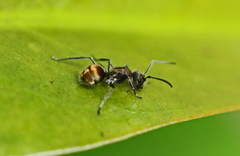 Polyrhachis aurea