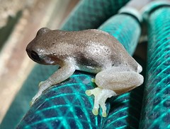 Litoria dentata