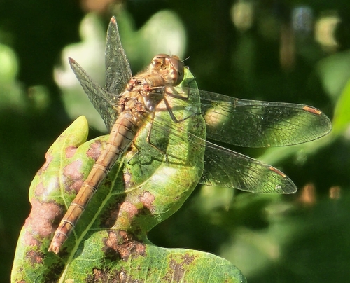 Common Darter