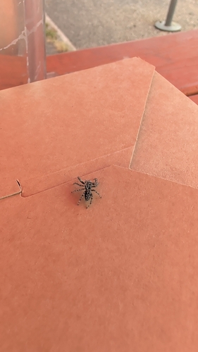Tan Jumping Spider