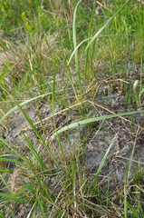 Poa angustifolia