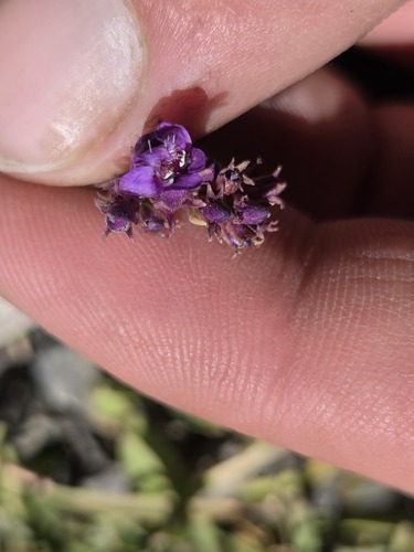 iNaturalist observation photo of beardtongues