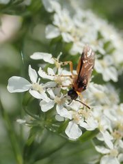Athalia rosae