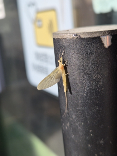 Oriental Mayfly