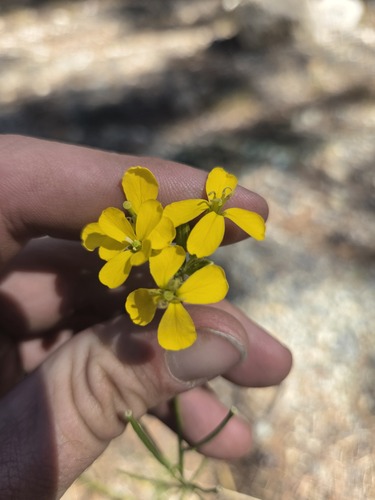 iNaturalist observation photo of Mountain Wallflower