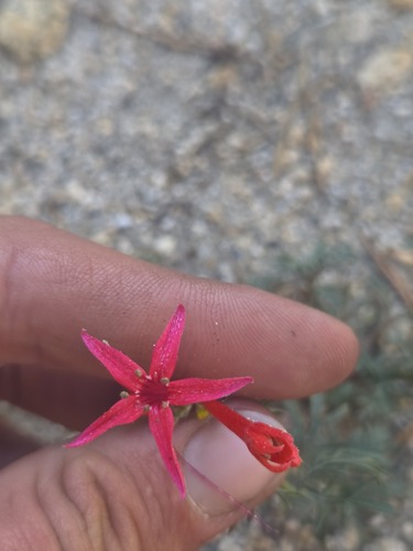 iNaturalist observation photo of Scarlet Gilia