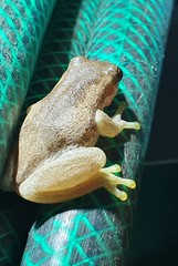 Litoria dentata