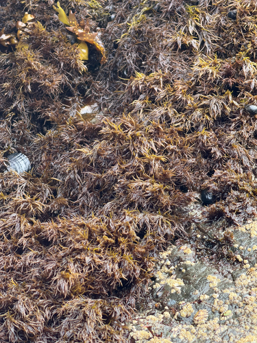 Odonthalia floccosa observed 2026-08-31