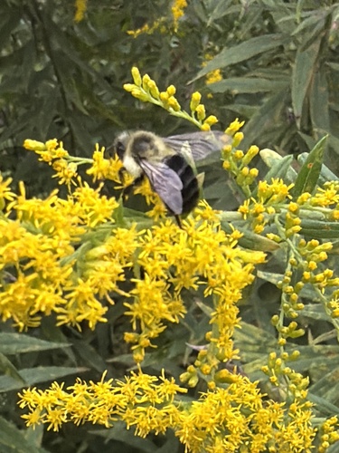 Common Eastern Bumble Bee