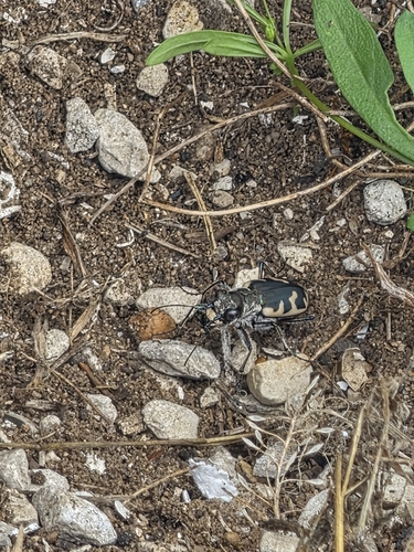 Big Sand Tiger Beetle