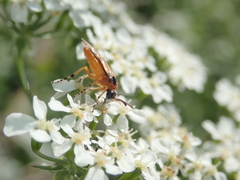 Athalia rosae