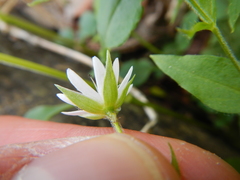 Stellaria corei