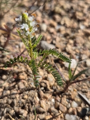 Dalea leporina