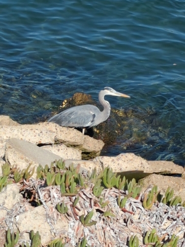Great Blue Heron observed by ryan25501