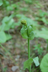Ligularia glauca