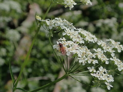 Athalia rosae