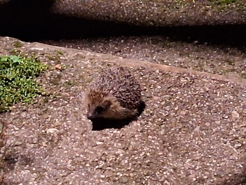 Common Hedgehog