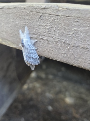 iNaturalist observation photo of Tolype Moths