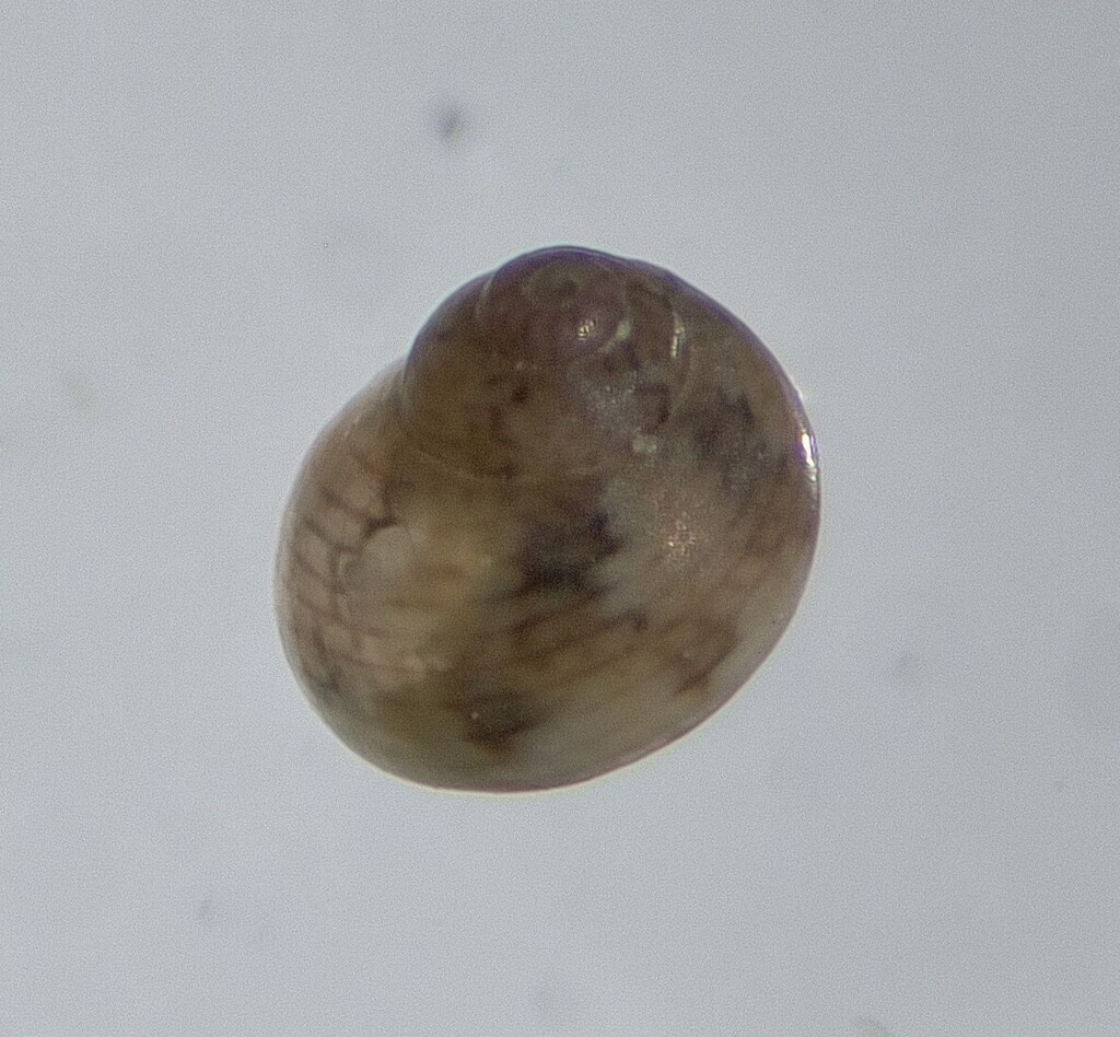 Eulithidium perforatum
