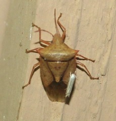 Euschistus ictericus