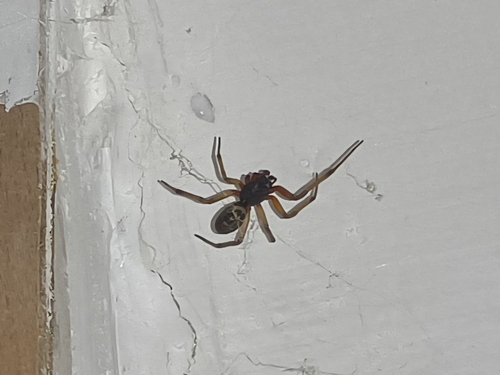 Noble False Widow
