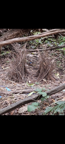 Satin Bowerbird