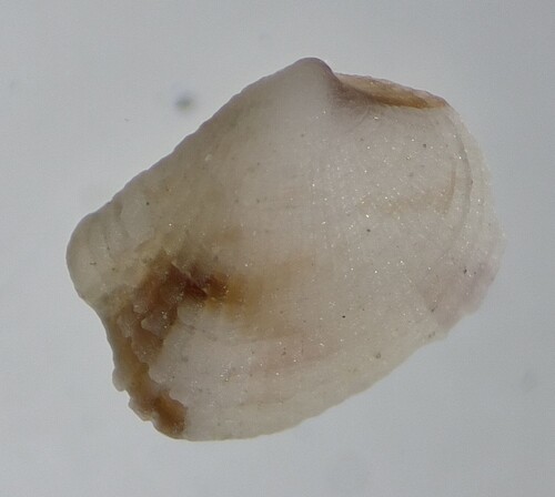Timoclea, 2026-08-29