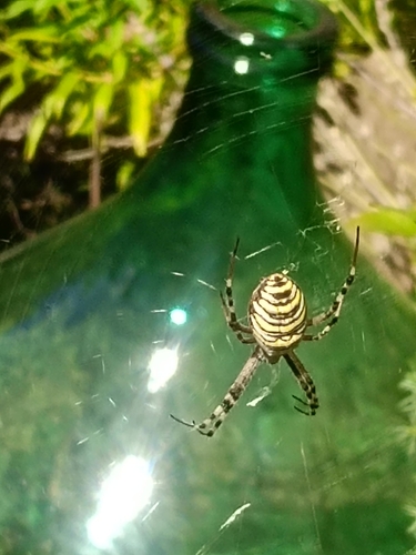 Wasp Spider