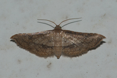 Hypolamprus striatalis
