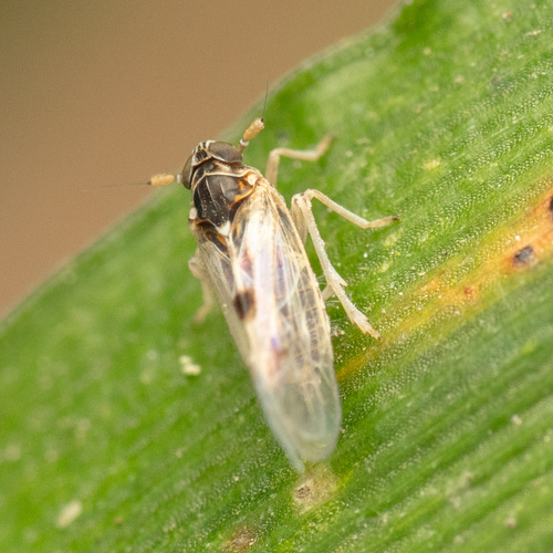 Delphacodes, 2026-09-15