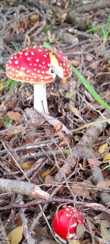 Fly Agaric