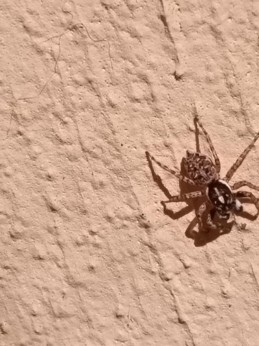 Half-edged Wall Jumping Spider