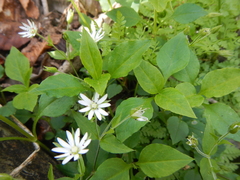 Stellaria corei