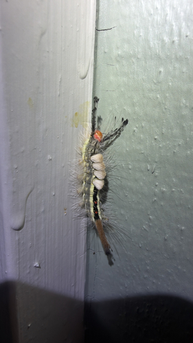 White-marked Tussock Moth