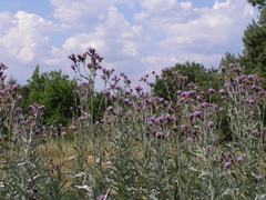 Cirsium arvense vestitum