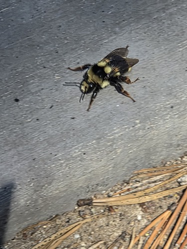 iNaturalist observation photo of Bumble Bees