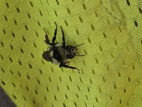 iNaturalist observation photo of Bumble Bees