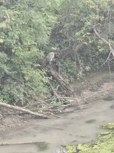 Great Blue Heron observed by clio__