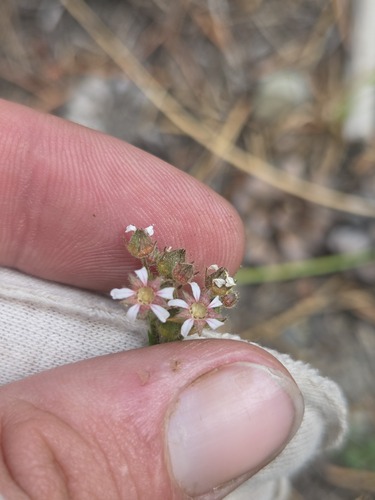 iNaturalist observation photo of pinewoods horkelia