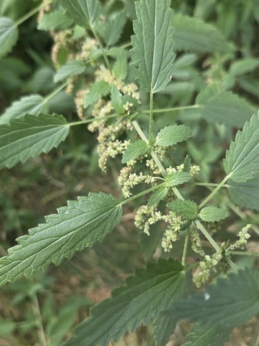 iNaturalist observation photo of slender stinging nettle