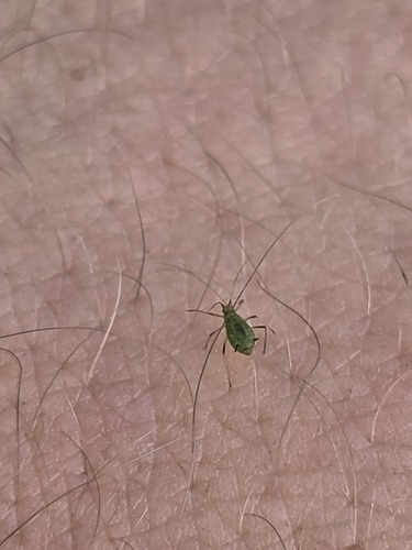 iNaturalist observation photo of Macrosiphini